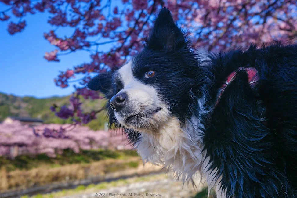 Border Collie Bliss: Exploring Kawazu River and Cherry Blossoms